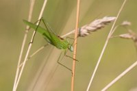 117 - EQUILIBRE - TONDELLIER BRUNO - france <div : Tettigonia viridissima, grande sauterelle verte, insecte